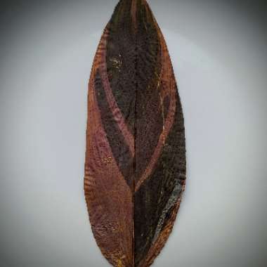Stromanthe sanguinea 'Triostar'