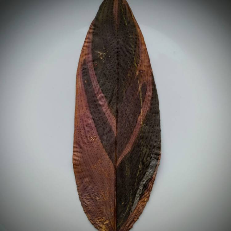plant image 1658675