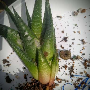 Haworthiopsis limifolia syn. Haworthia limifolia