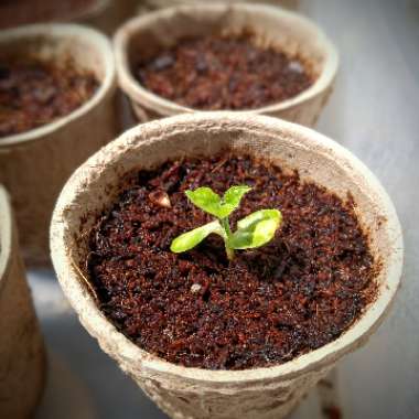 Black-Eyed Susan
