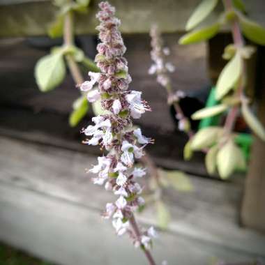 Plectranthus hadiensis var. 'tomentosa'