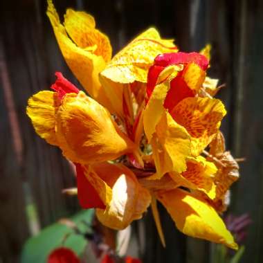 Canna 'Cleopatra'