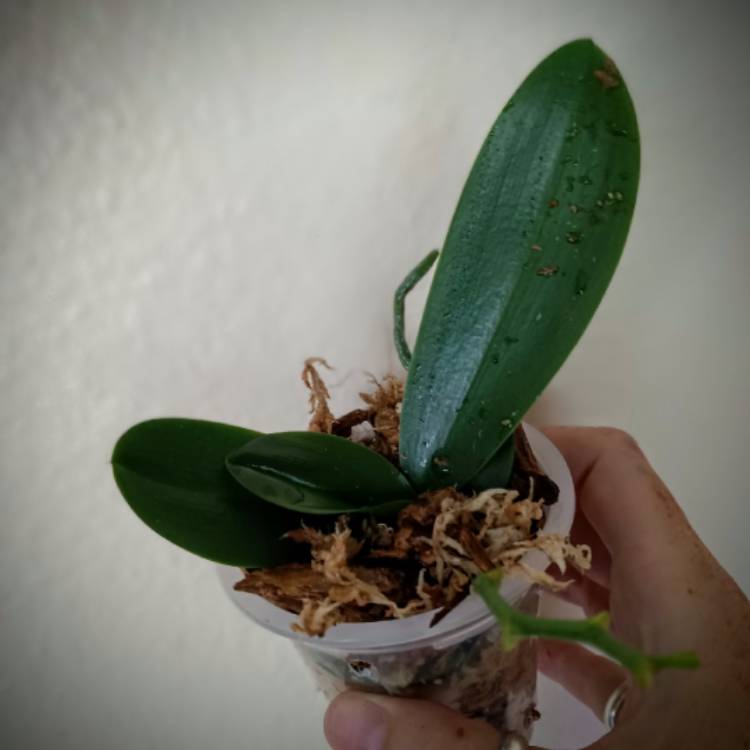plant image 1670772 plant image 1670772
