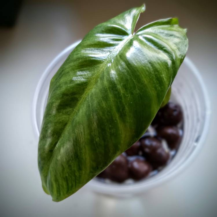 plant image 1671231