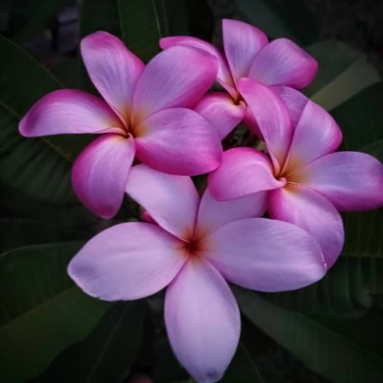 plant image 1675499