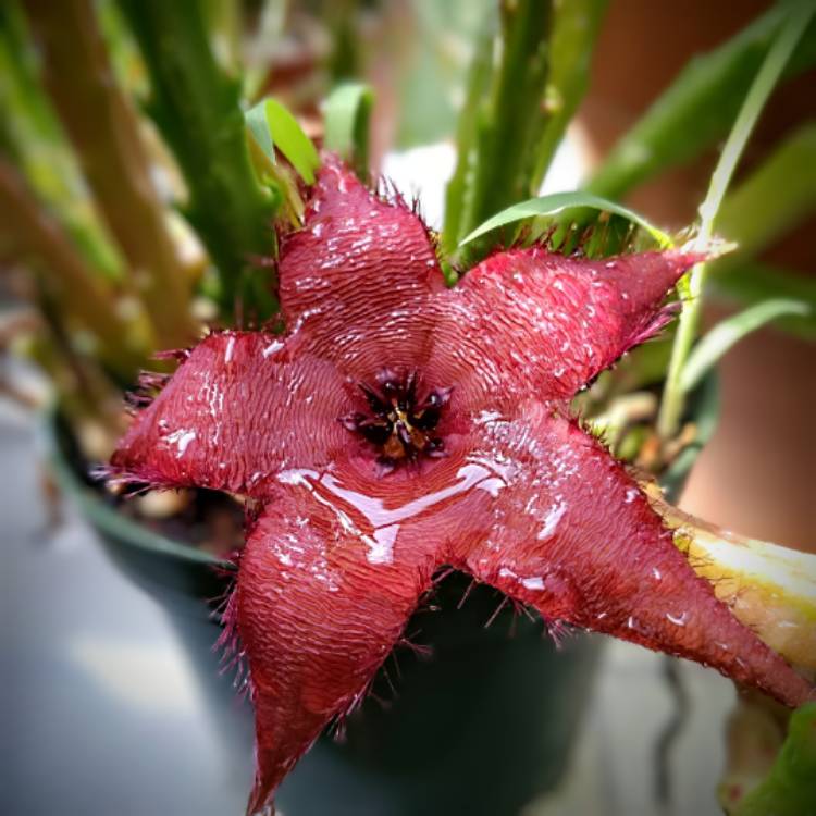 Plant image Stapelia
