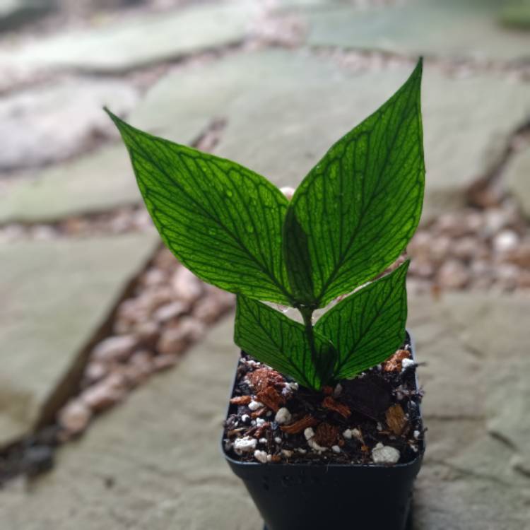 Plant image Hoya Polyneura