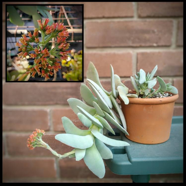 plant image 1685609