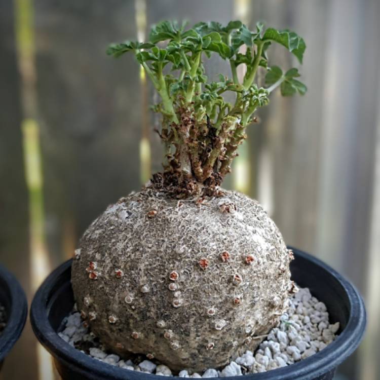 Plant image Jatropha Berlandieri