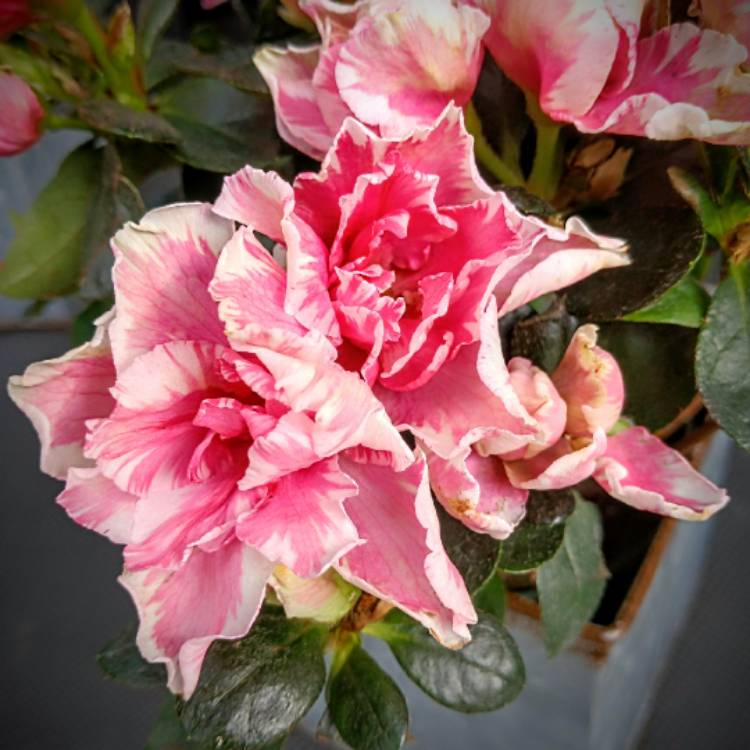 Plant image Rhododendron 'Belgian Hybrids'