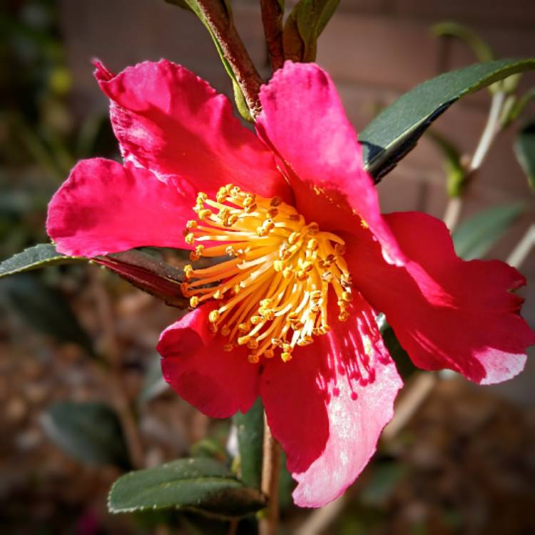 plant image 1696987