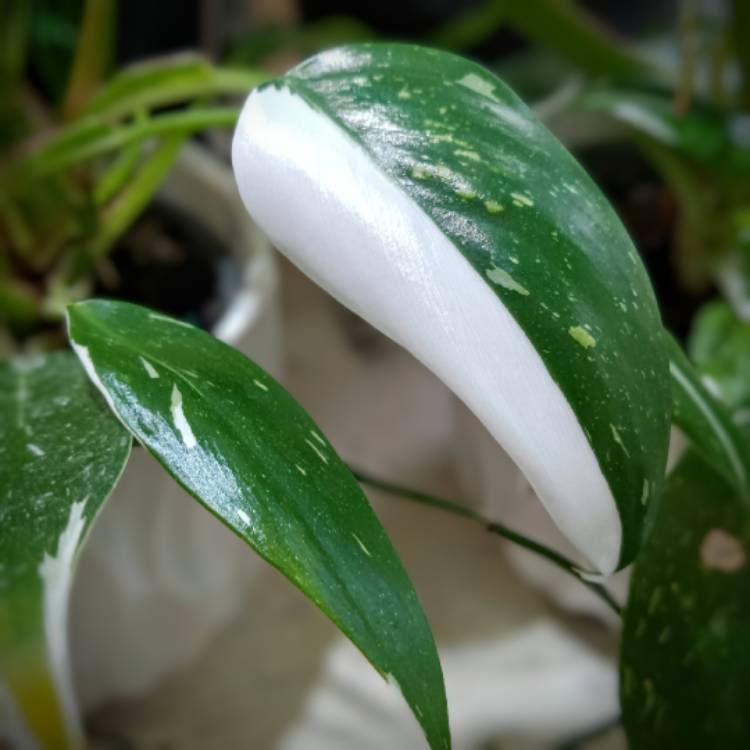 Plant image Philodendron 'White Princess'