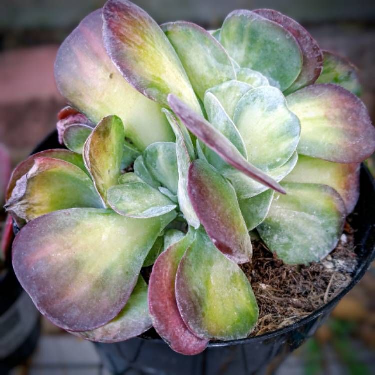 Plant image Kalanchoe Luciae 'Fantastic'
