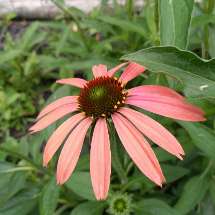 plant image 1709901 plant image 1709901