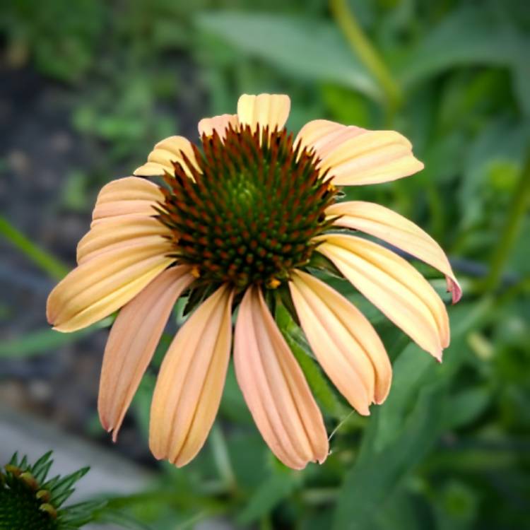 Plant image Echinacea 'Cheyenne Spirit' (Mix)