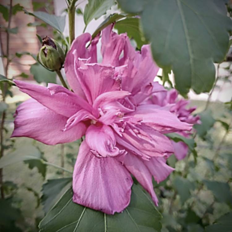 plant image 1723896