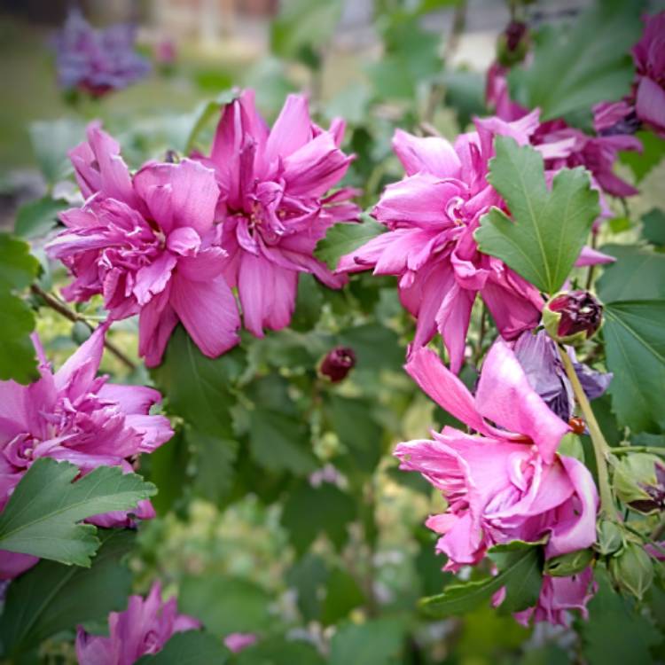 plant image 1723897