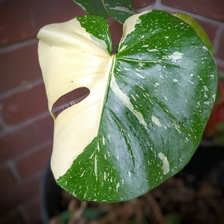 Plant image Monstera deliciosa 'Thai Constellation'