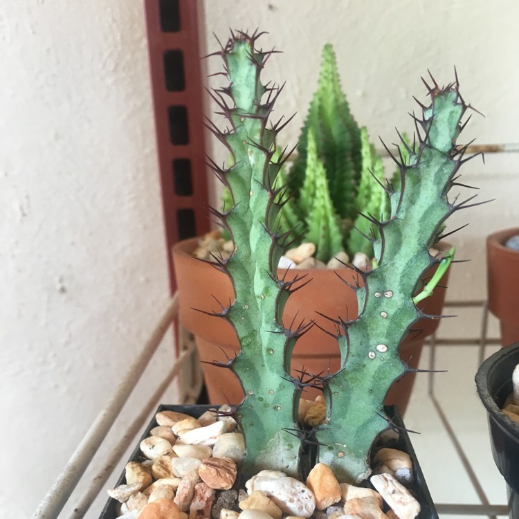 Plant image Euphorbia Greenwayi