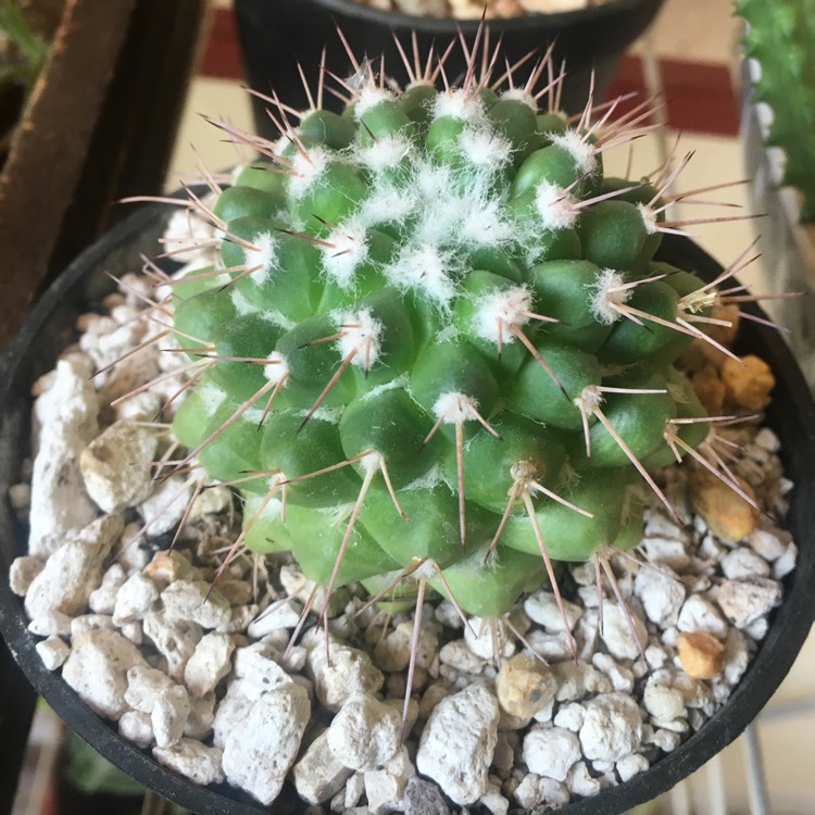 Plant image Mammillaria Magnimamma