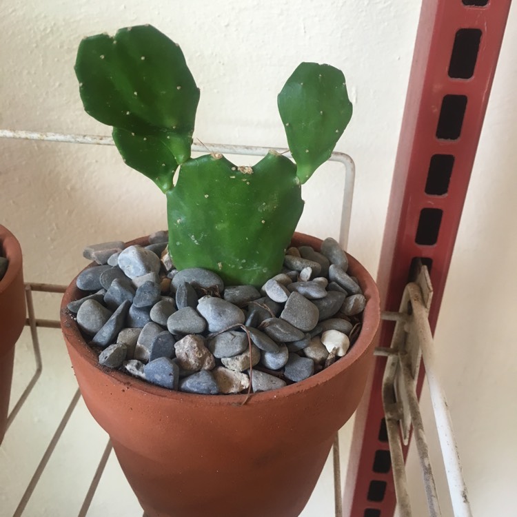 Plant image Opuntia ficus-indica