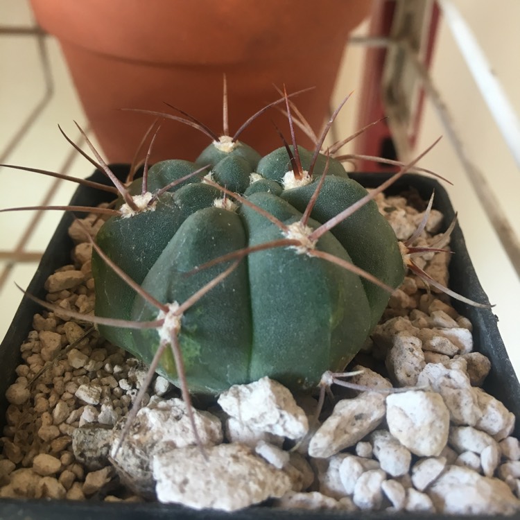 Plant image Gymnocalycium eurypleurum
