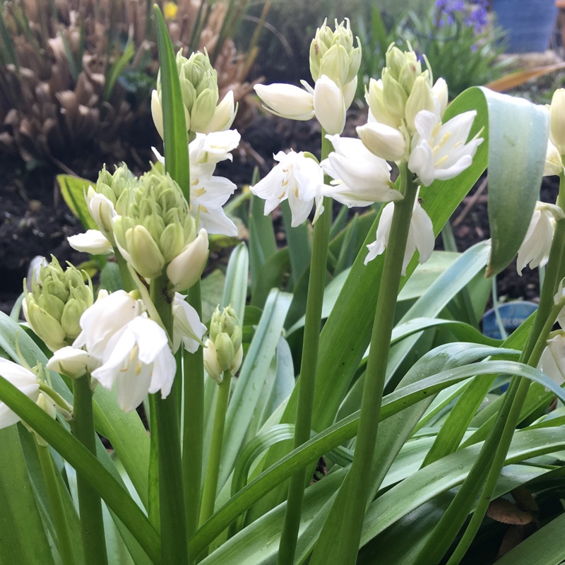 Plant image Hyacinthoides hispanica 'Alba'