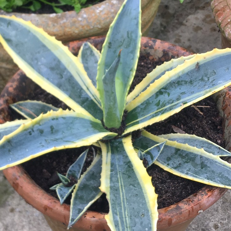 Plant image Agave americana 'Variegata'