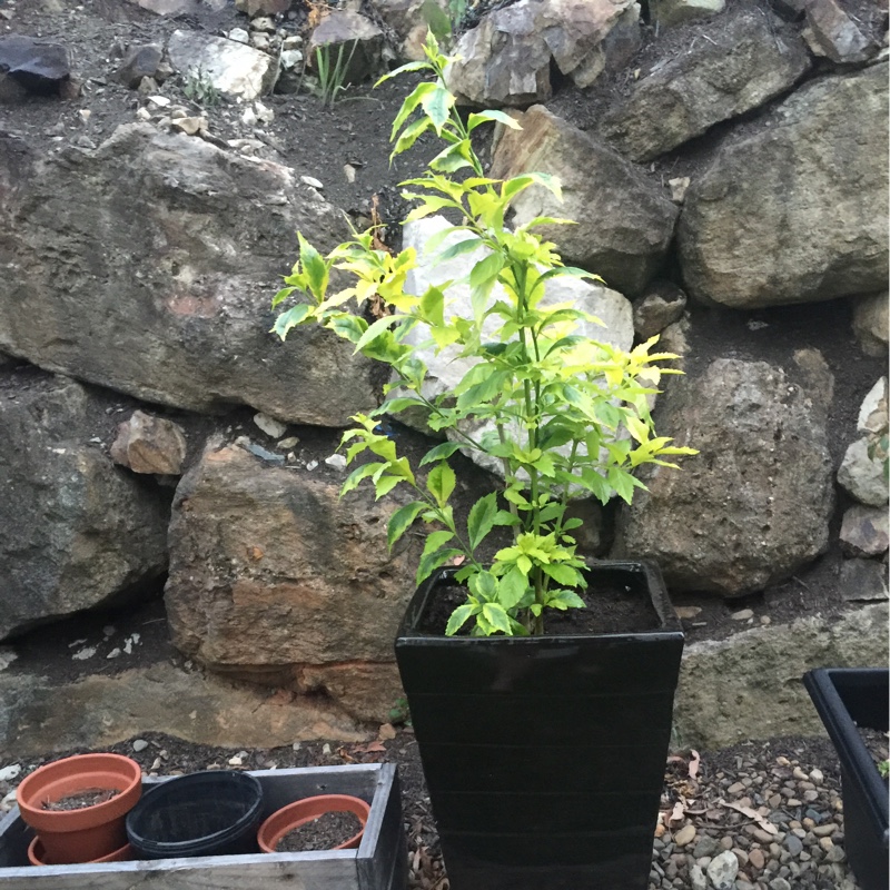Plant image Duranta repens 'Geisha Girl'