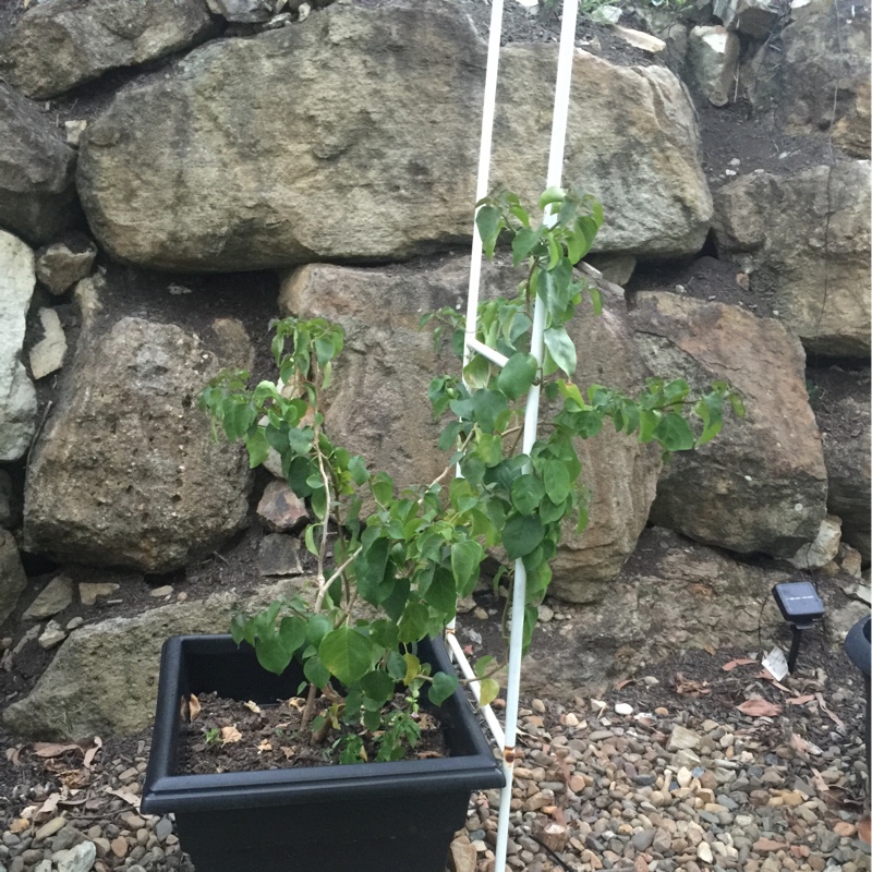 plant image 20148 plant image 20148