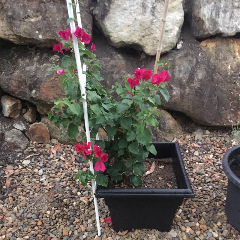 plant image 20149 plant image 20149