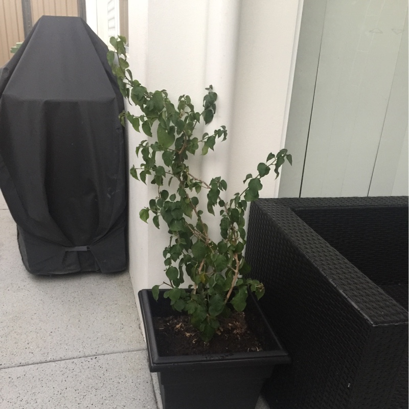 Plant image Bougainvillea spectabilis