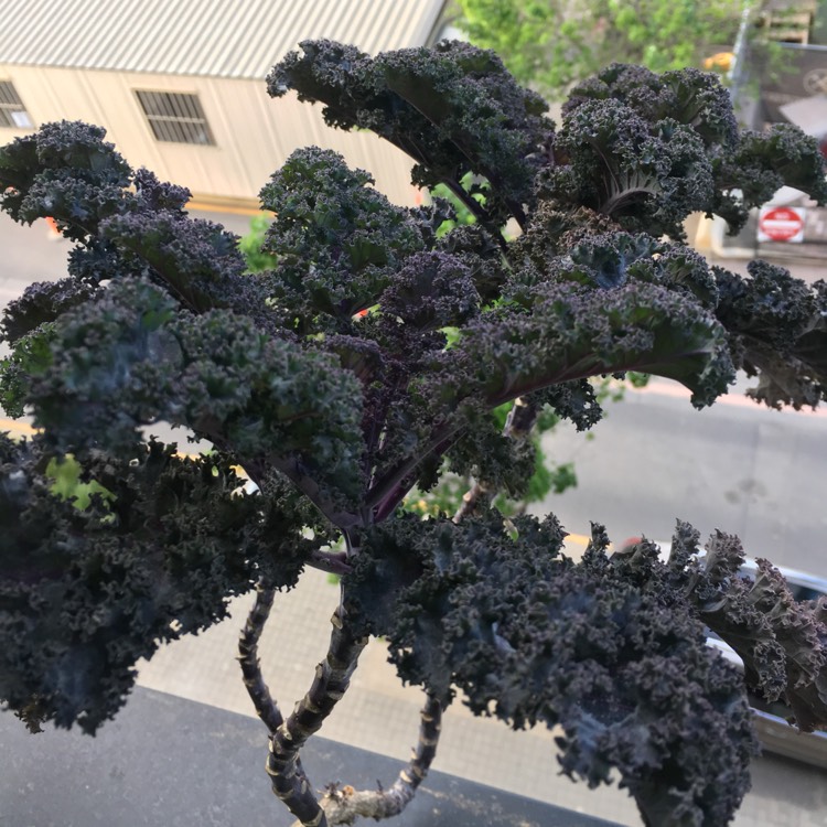 Plant image Brassica napus 'Red Russian'