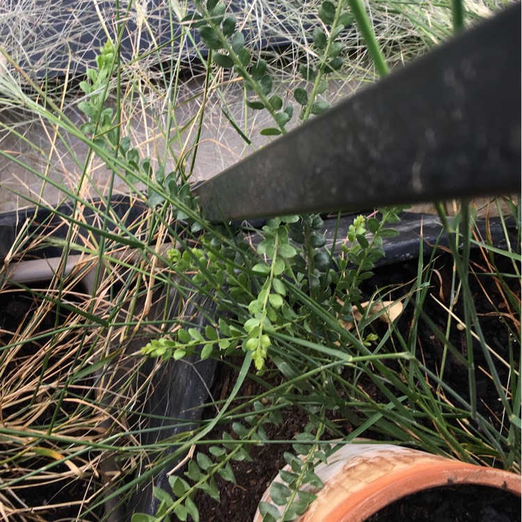 Plant image Acacia acinacea