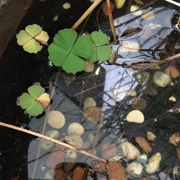 Plant image Marsilea drummondii