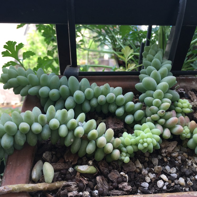 plant image 868938