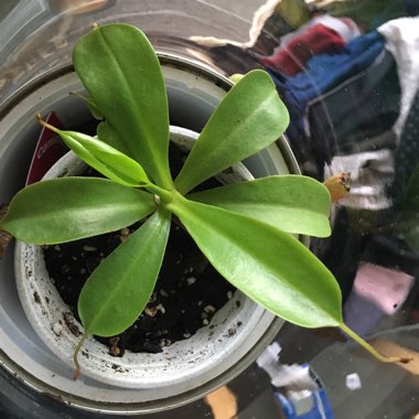 Nepenthes ventricosa