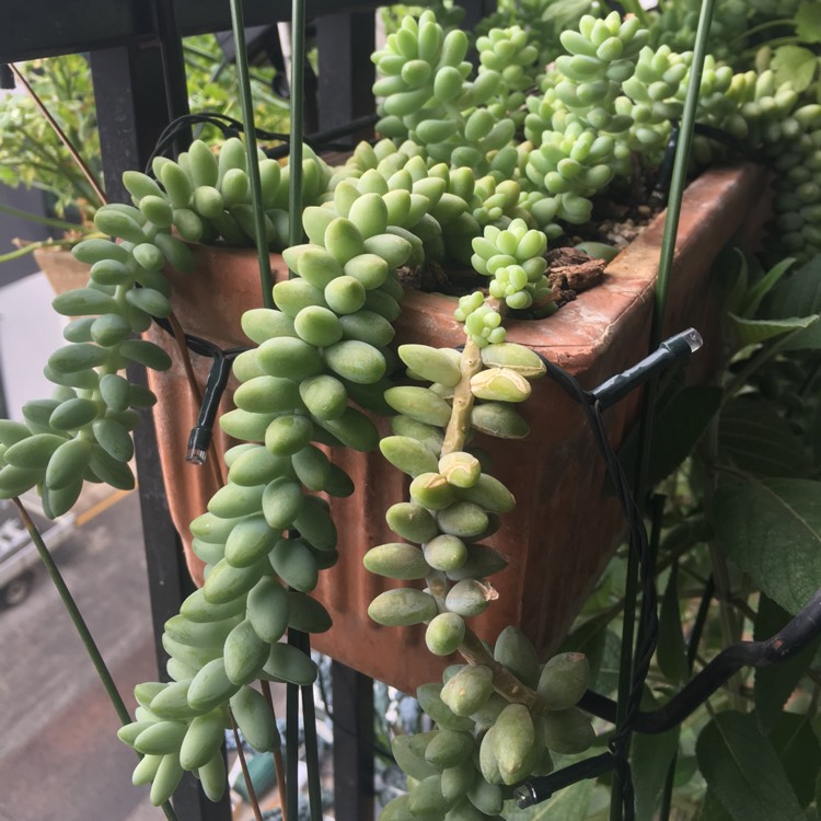 plant image 907216