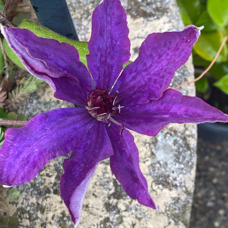 Plant image Clematis 'Esme' Evipo048