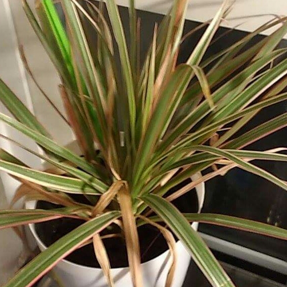 Plant image Dracaena reflexa