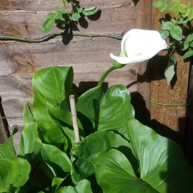 plant image 1154942