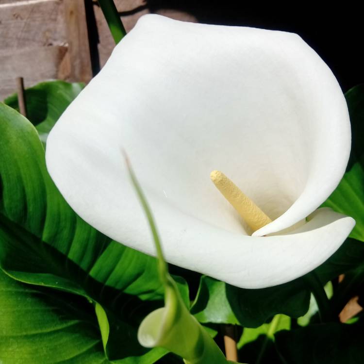 plant image 1305275