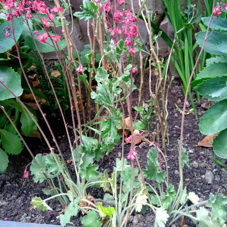 Plant image Heuchera 'Lipstick'