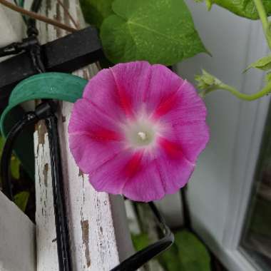Ipomoea