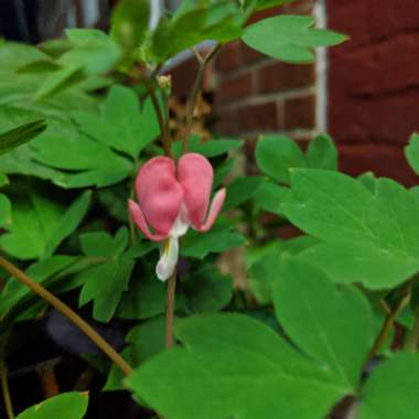 Dicentra Formosa