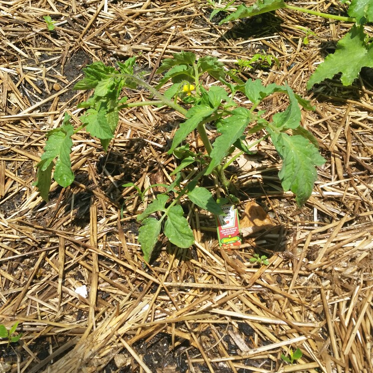 plant image 139897