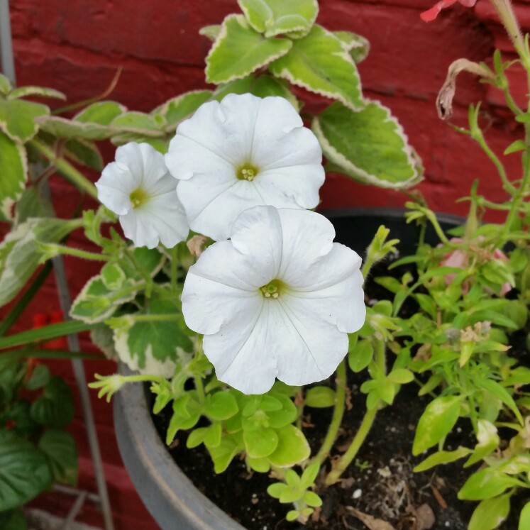 plant image 150365 plant image 150365