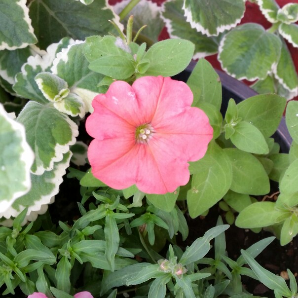 plant image 177969 plant image 177969