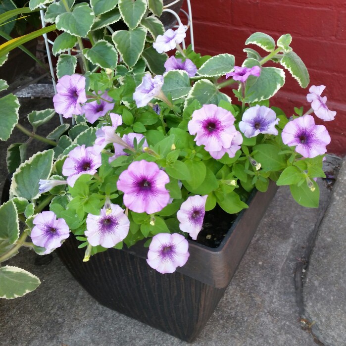plant image 179044 plant image 179044