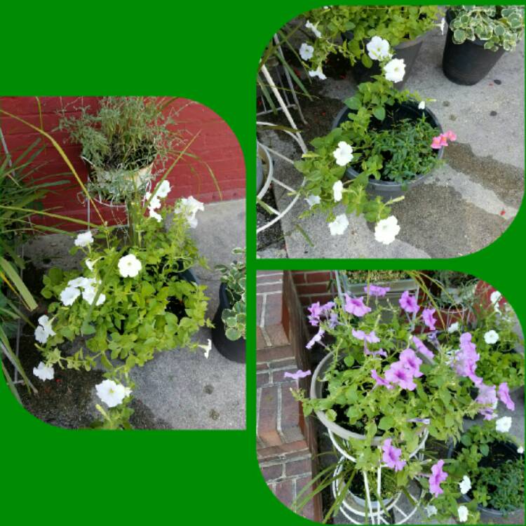 plant image 213315 plant image 213315